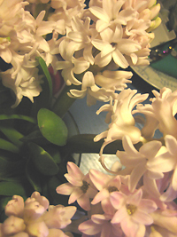 hyacintenjaarL.jpg